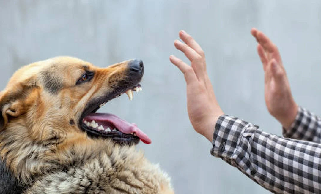 Ensuring Summer Safety Addressing Dog Bite Risks with Quick FAQs