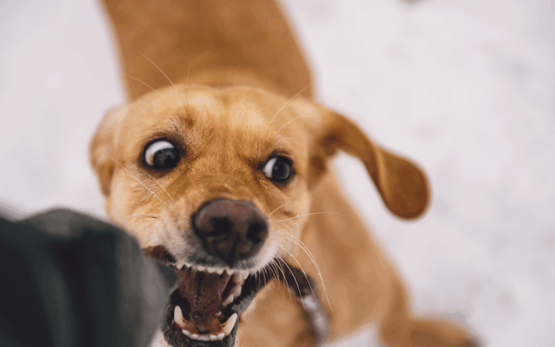 Atlanta Metro Hairdresser Hospitalized After Being Attacked by Client’s Dog