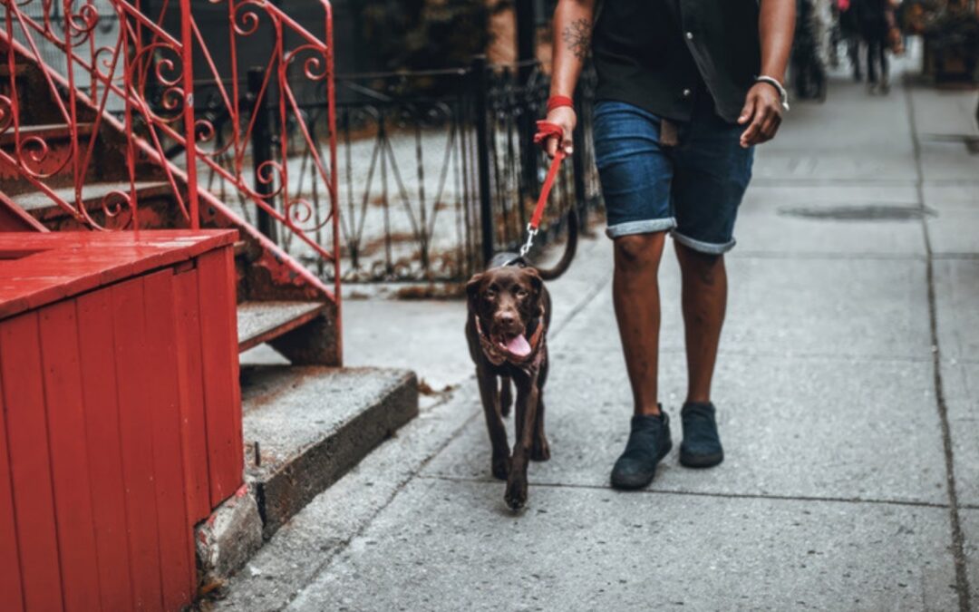 Is Georgia a One-Bite State, and What Does a Decatur Dog Bite Lawyer Have to Prove?