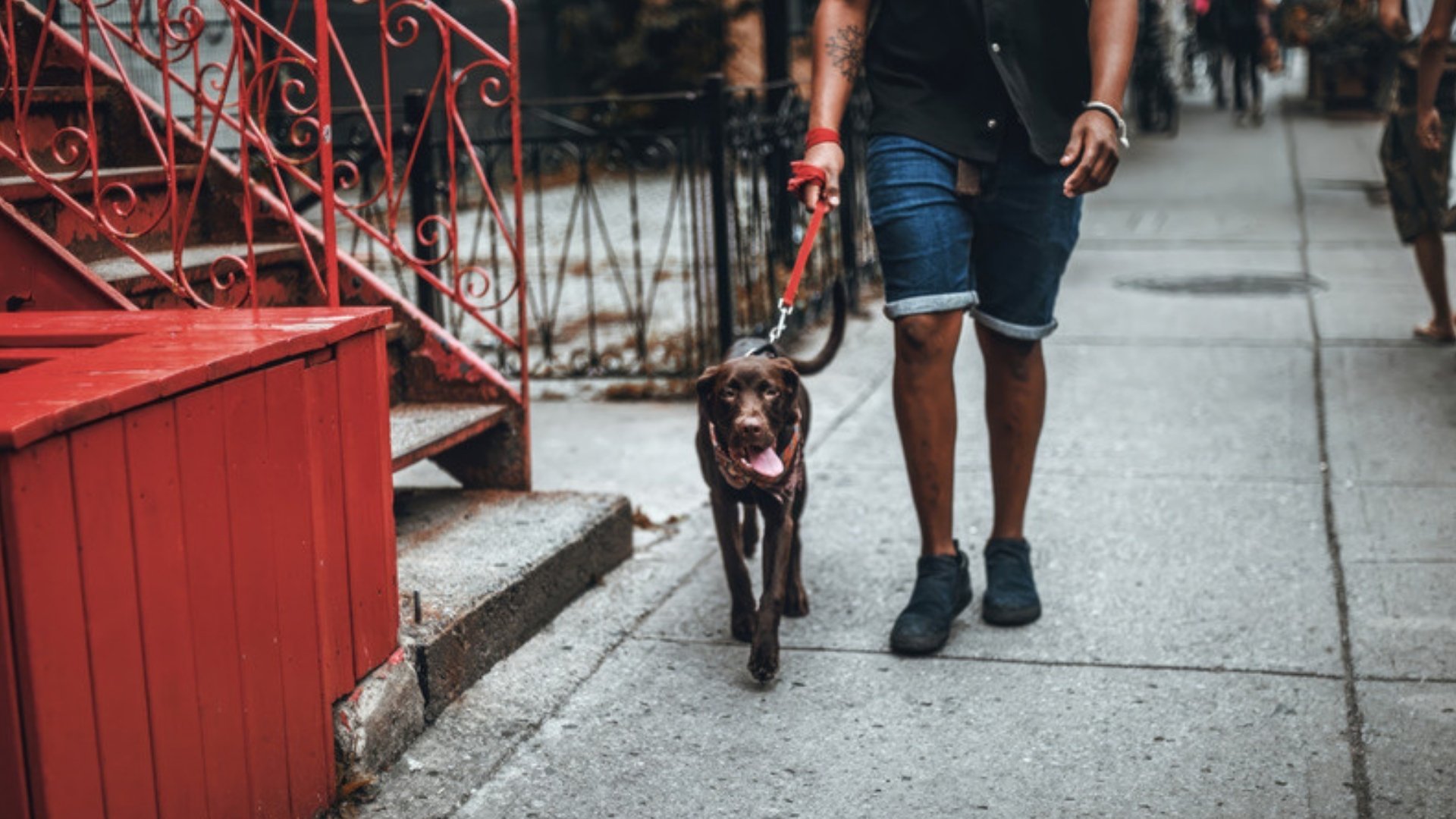 Person walking a brown Labrador on a red leash along a city sidewalk